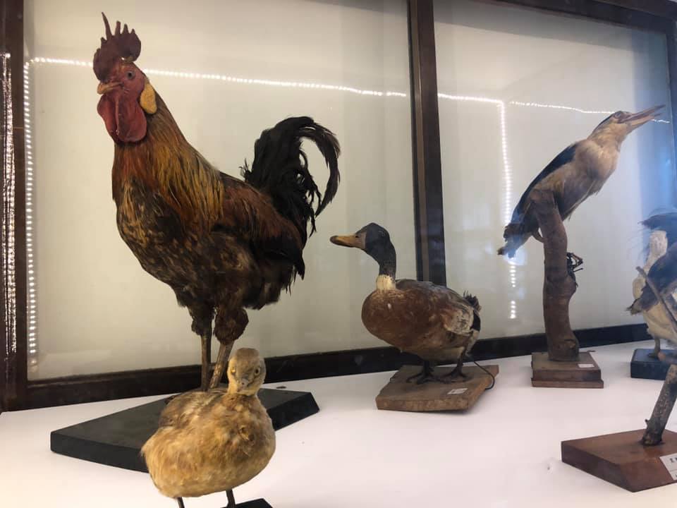 台中一中生物實驗室標本修復正式完成第一期工程